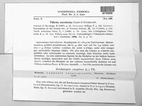 Tilletia cerebrina image